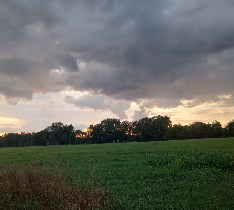 Field by my sisters (Judsonia,&nbspAR)